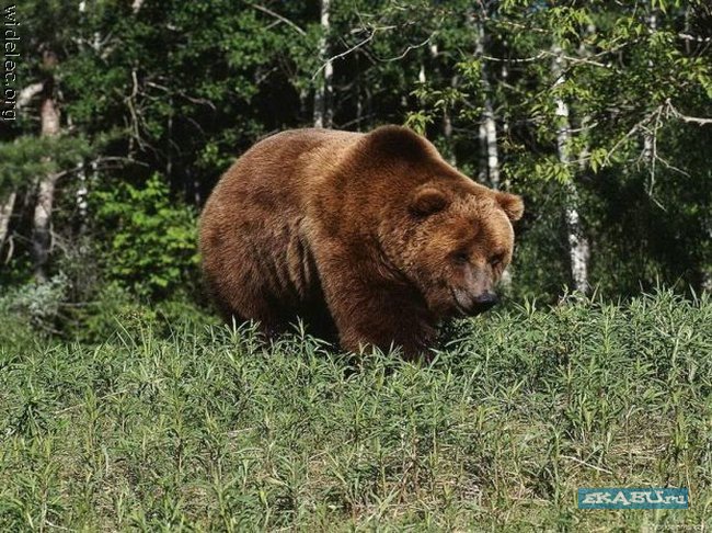 медведь